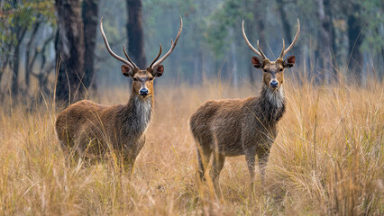 Fototapeta premium deer in the wild