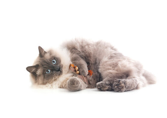 Fototapeta premium siberian cat in studio
