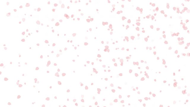 ループ 桜 花びら 小 下降 桜色 背景 白 パターン1