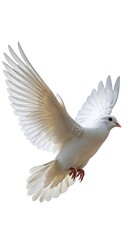 Obraz premium Dove in Flight - Symbol of Peace and Hope.