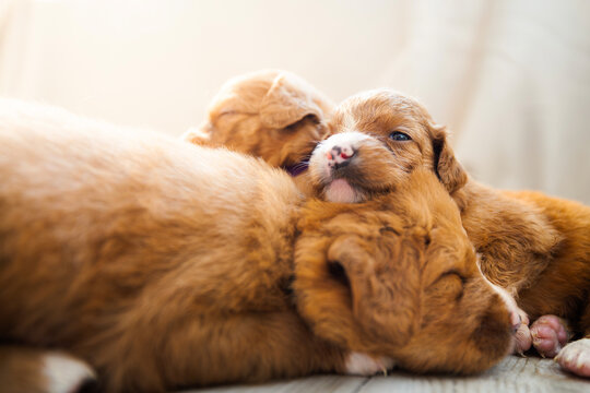 Puppies of Nova Scotia Duck Tolling Retriever sleeping together. Cute litter of young dogs resting peacefully, dog breeding, pet care, and adorable animal concept.