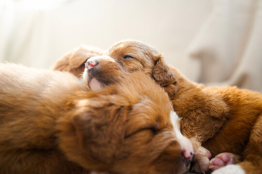 Puppies of Nova Scotia Duck Tolling Retriever sleeping together. Cute litter of young dogs resting peacefully, dog breeding, pet care, and adorable animal concept.