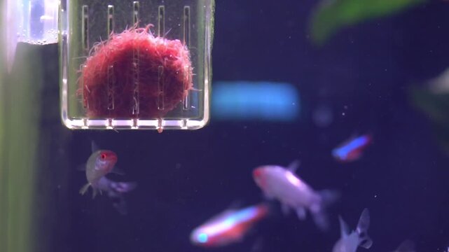Freshwater fish eat red worms from a feeder in a home aquarium.