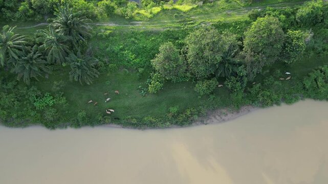Serene green field with cows grazing grass and a meandering river flowing through it