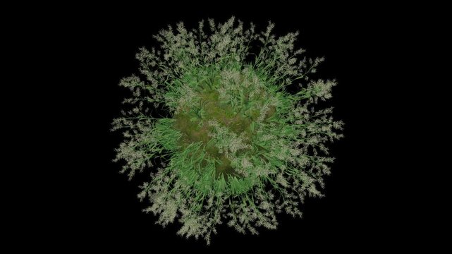 Canary Grass Sphere
