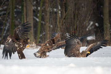 Obraz premium White-tailed Eagle - Haliaeetus albicilla, beautiful large bird of prey from European fields and forests, Poland.