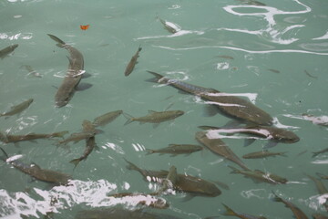 Fototapeta premium Many fish swim playfully in natural bodies of water.