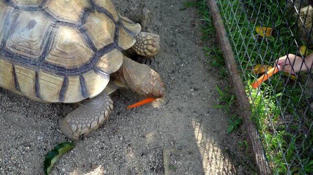 Slow motion Sulcata tortoise enjoying a delicious carrot snack on the ground. Petting concept