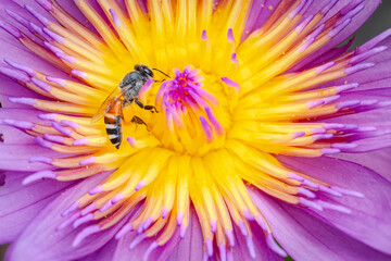 Artistic macro of bees on Thai Water Lily. Tiny honey bees collect nectar from vibrant bicolor stamens glowing in sunlight. High-quality professional botanical photography with painterly details. © sippakorn