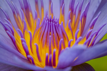 Artistic macro of Thai Water Lily. Brilliant bicolor stamens glow in natural sunlight, revealing painterly details and exquisite botanical textures. A professional close-up of nature&rsquo;s fine art.