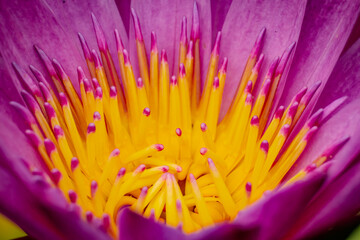 Obraz premium Artistic macro of Thai Water Lily. Brilliant bicolor stamens glow in natural sunlight, revealing painterly details and exquisite botanical textures. A professional close-up of nature’s fine art.