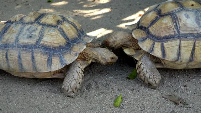 Slow motion large Sulcata tortoises walking next to each other