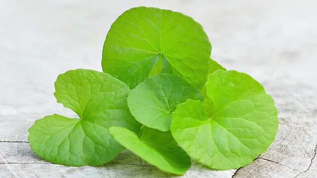 Close-up of fresh gotu kola leaves, natural herbal plant known for health benefits and traditional herbal medicine.