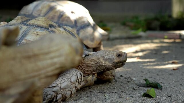 Slow motion a Sulcata tortoise walk on the ground