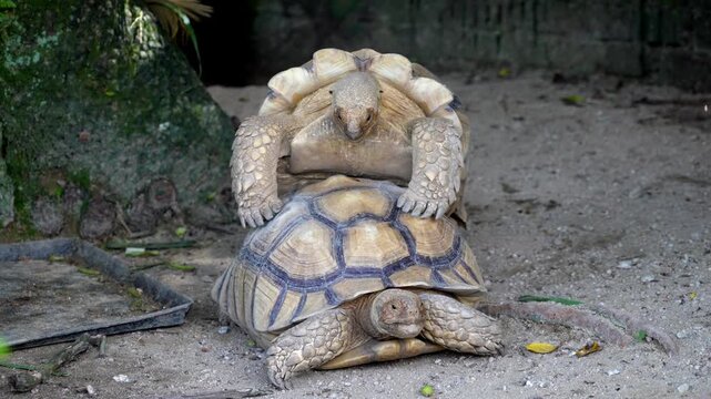Slow motion Sulcata tortosie mating on the ground