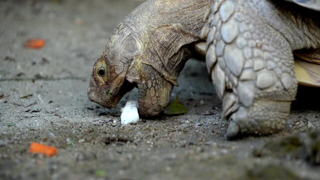 Slow motion Sulcata tortoise eating a piece of food on the ground