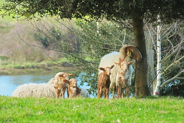 A peaceful scene of traditional livestock farming and country life, with lambs and sheep relaxing in the grass on a sunny day. © Julián  Mg