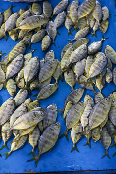 a lot of pompano fish which is stored on a blue pedestal