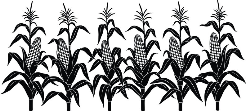 Corn plant silhouettes row with maize cobs, agricultural crop field vegetation isolated on white background for farming botanical vector illustration