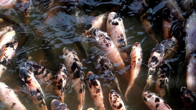 Slow motion school of fish swimming in clear water