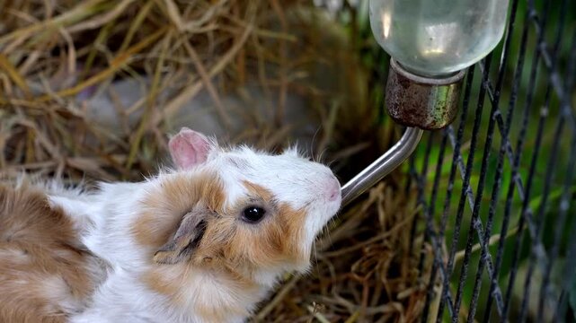 Slow motion cute guinea pigs drink water in a cage