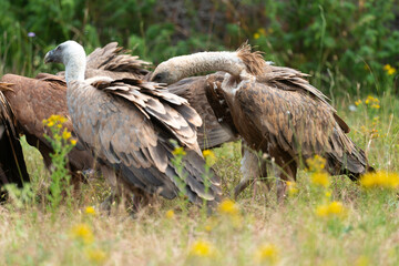Fototapeta premium Vautour moine, Aegypius monachus, Cinereous Vulture, Vautour fauve, Gyps fulvus, Griffon Vulture, Parc naturel régional des grands causses 48, Lozere, France