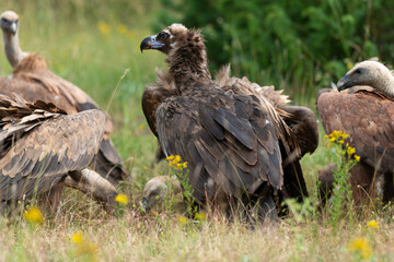 Fototapeta premium Vautour moine, Aegypius monachus, Cinereous Vulture, Vautour fauve, Gyps fulvus, Griffon Vulture, Parc naturel régional des grands causses 48, Lozere, France