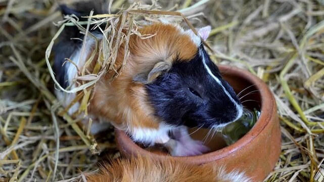 Slow motion cute guinea pig drink water from clay bowl
