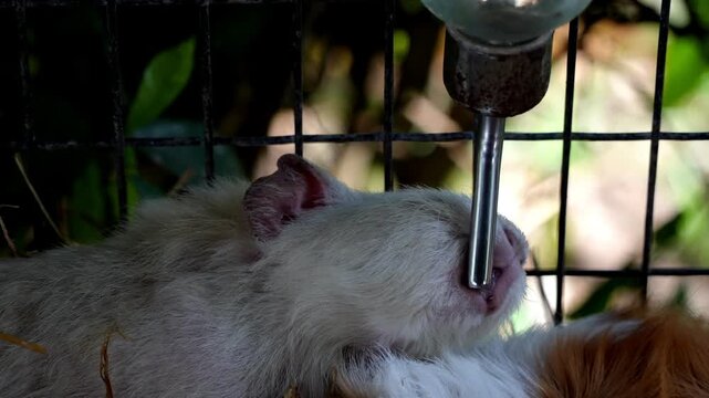 Slow motion guinea pigs drink water in cage
