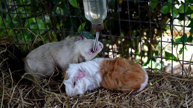 Slow motion guinea pig drink water and lounging together