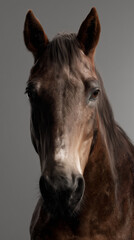 Fototapeta premium Porträt eines braunen Pferdes isoliert auf hellem Hintergrund mit Copyspace. Detailreiche Tieraufnahme für Reitsport, Tierfotografie, Pferdezucht und ländlichen Lifestyle.