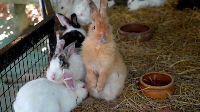 Slow motion gathering of adorable rabbits sitting together