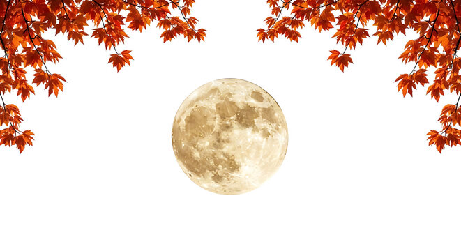 A bright full moon centered between branches of vibrant red maple leaves during the autumn season isolated on transparent background