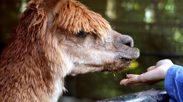 Slow motion a llama's face eat food feed by people