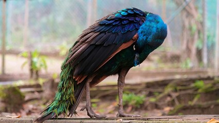 Fototapeta premium bird preening time, beautiful blue peacock with short feathers/train that start to grow