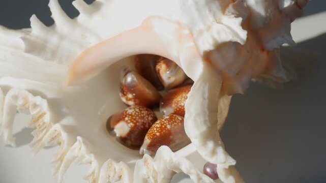 Seashell with textured small brown cowrie shells inside. Sea life macro composition of marine mollusk artifacts. Oceanic nature theme for coastal decor display.