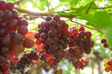 fresh red grapes hanging on a vine in a vineyard with natural sunlight and green leaves. Concept of agriculture, organic farming, healthy food, fruit harvest, and natural produce.