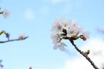 Cherry blossoms in Japan. Beautiful, delicate white petals of the Sakura branch in spring.