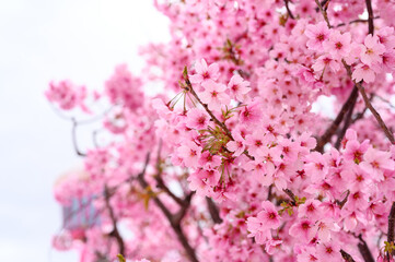 Pink Cherry blossoms are in full bloom in spring in Osaka. Beautiful clusters of sakura flowers background .