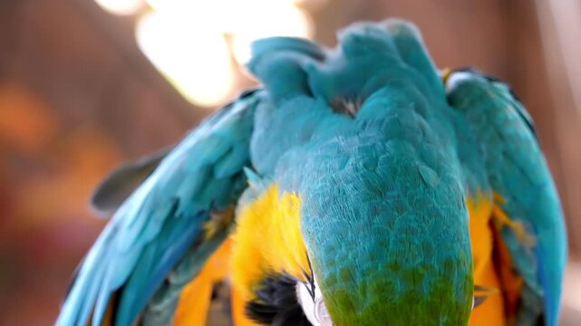 Slow motion vividly colored parrot in focus against a beautifully blurred background