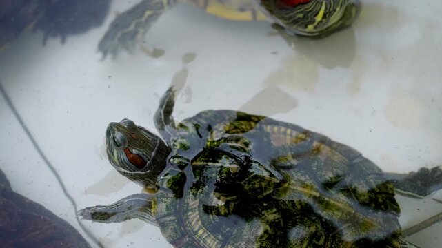Slow motion tortoise swimming gracefully in clear blue water