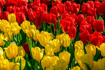 Obraz premium Red and Yellow Tulips Blooming in Spring Garden