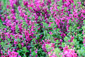 Angelonia Flowers Blooming in Vibrant Pink Garden