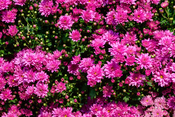 Obraz premium Pink Chrysanthemum Flowers Full Bloom Background