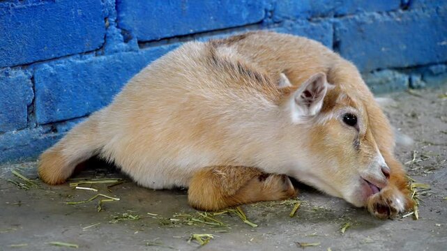Slow motion brown and white Pgymy goat laying on the ground