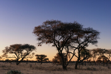 A lone acacia tree silhouetted against a vibrant orange and blue gradient sky at sunset in the African savannah with distant hills and dry grass.