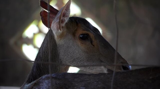 Slow motion a deer behind a fence