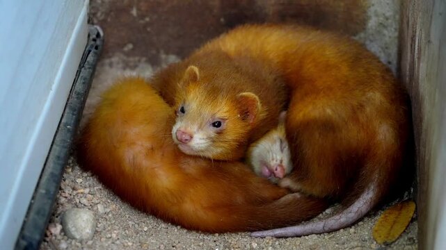 Slow motion three ferret sleep together