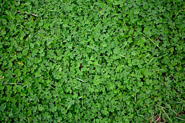 Champ de tr&egrave;fle