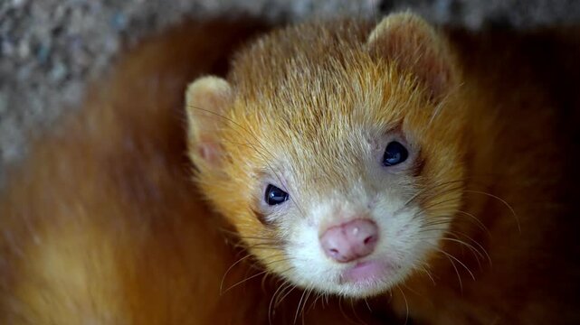 Slow motion cute ferret stare toward direction of camera